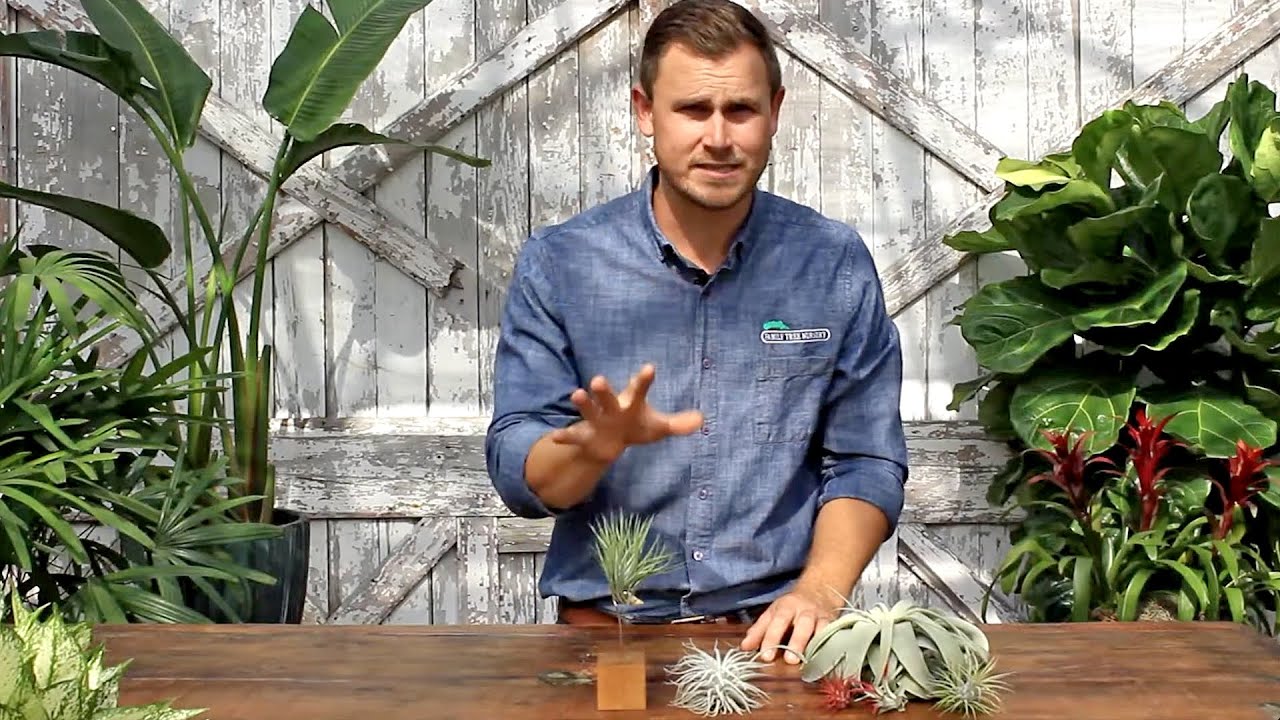 All About – Tillandsia 