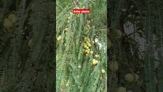Download lagu Amla plant with full of fruits🍍🍎🍓🍇 at my farm mp3