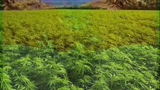 Download lagu SUPERIOTS - Inilah Negeri Kita mp3