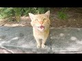Homeless Cats That Look Very Angry From Hunger And Constantly Meow Loudly