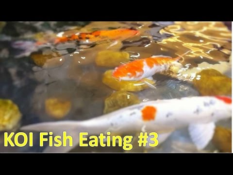 KOI FISH POND #3 | Family Fun KOI fish pond at Vincom Mall Shopping Royal City Hanoi by HT BabyTV
