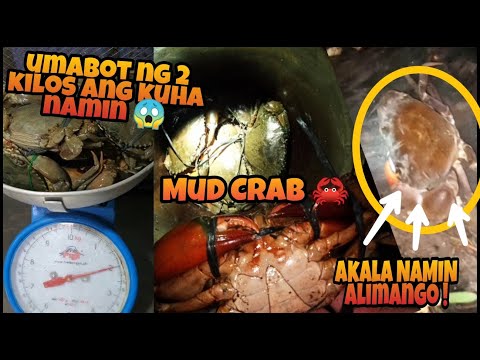 Catching Alimango ( Mud Crab ) | Using Trap called "SAPYAW" | night high tide