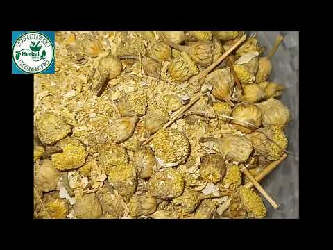 RASHIN BACCI DA MAGANINSA