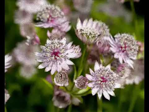 Vasilija Radojcic   Sto gu nema Cveta