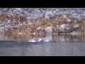 Video 'Bald Eagle Catches Fish and Swims with it to Shore'