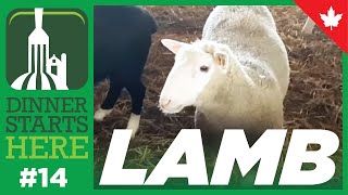 Meet A Lamb Farmer With A Feedlot - Dinner Starts Here (Farm 14)