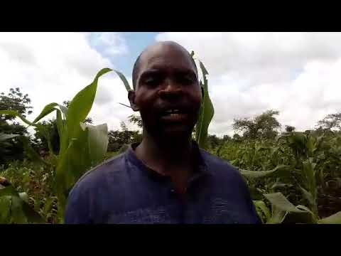 Growing food in Balaka, Malawi