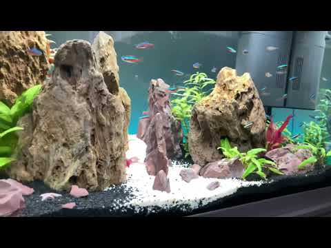 Juwel primo 70 fish tank