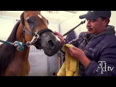 2022 Scottsdale Show - Preparing A Halter Horse