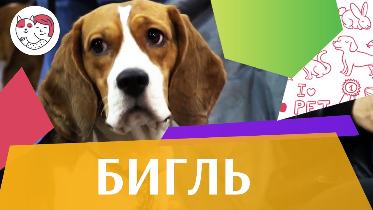 Бигль на ilikepet