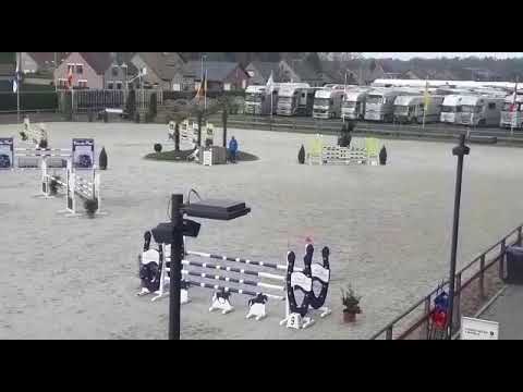 GP HORSE - 6yo x conthargos x papillon rouge