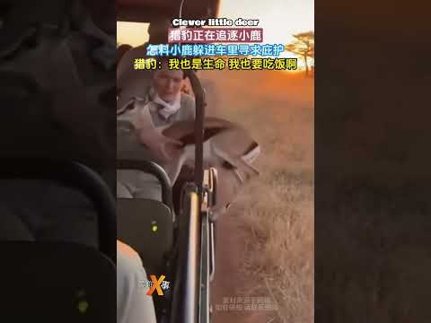 聪明的小鹿#shorts