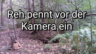 Eine Wildkamera und das Schlafende Reh