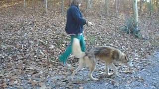 Video preview image #1 Wolf Hybrid Puppy For Sale in POWELL, TN, USA
