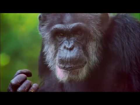 Mysteries of the animal mind - Nature of things