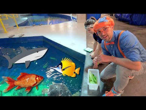 Blippi Visits The Aquarium | Educational Fish and Animals for Kids and Toddlers