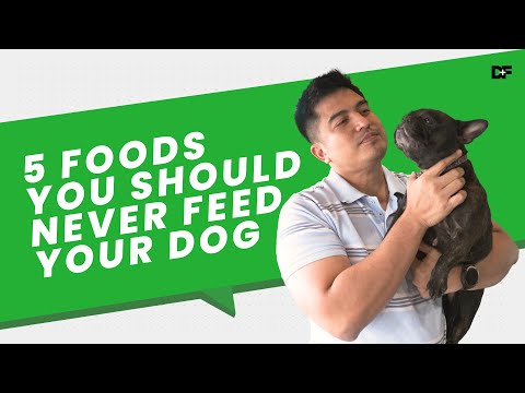 5 Foods You Should Never Feed Your Dog