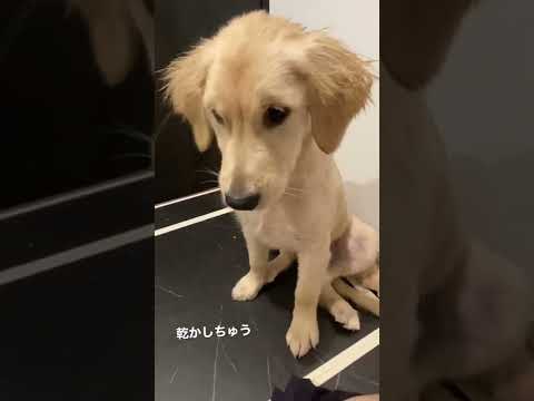 ヘアドライヤーの風を美味しそうに食べるゴールデンレトリバー のサムネイル