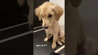 ゴールデンレトリバー