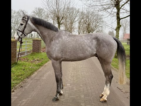 Quinnii: QUIBERY x CASSINI I - 2017 gelding