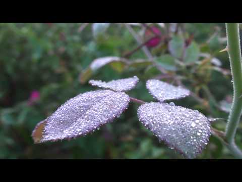 Prashanti Video Journal: Rose Fields