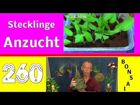 Bonsai Anzucht durch Stecklinge die Forsythie auch für den Garten einfach zu vermehren