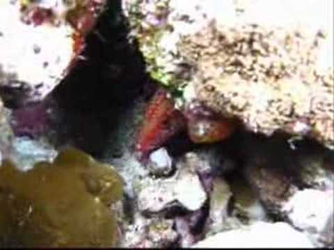 Diving Akassia, Hausriff in Richtung Norden, Nachttauchgang