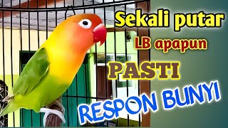 Download lagu SEKALI PUTAR LB apapun PASTI RESPON bunyi ; Fighter , Ngetik lanjut ngekek mp3 Download lagu SEKALI PUTAR LB apapun PASTI RESPON bunyi ; Fighter , Ngetik lanjut ngekek mp3