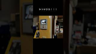 ヤツがきた！！！【集金の恐怖】#集金#訪問#NHK#TED#テッド