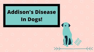 All you need to know about Addison’s disease in dogs!