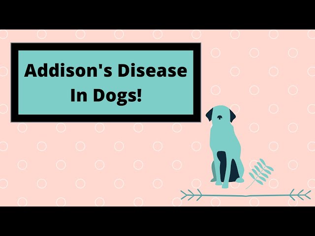 All You Need To Know About Addison’s Disease In Dogs!