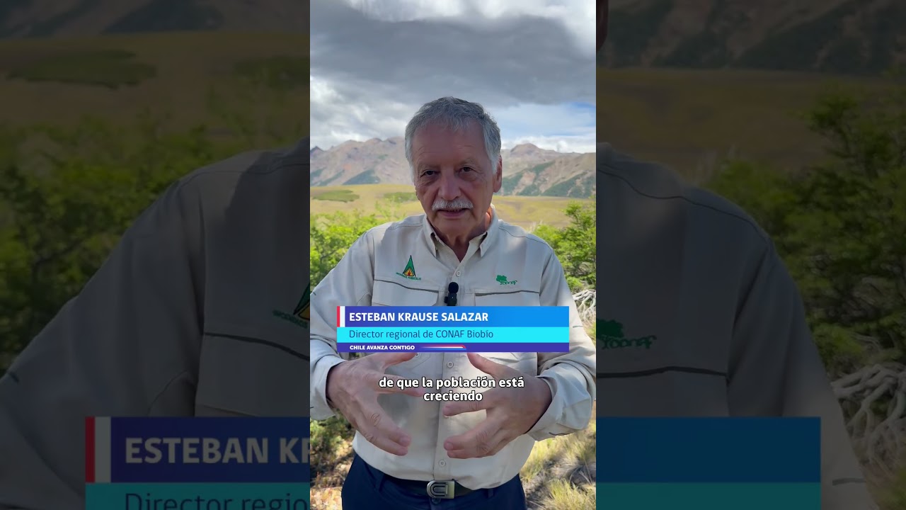 En el PN Laguna del Laja se registraron tres avistamientos de huemules el último mes.