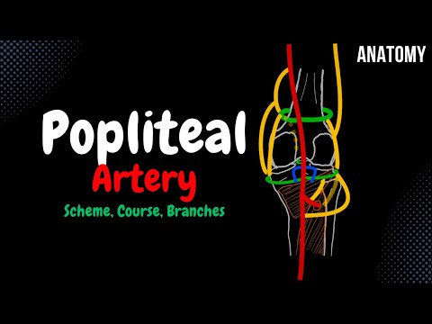 Popliteal Artery Scheme (Course, Branches, Patellar Network) | Anatomy