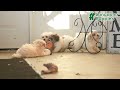 Bichpoo dogs for sale: Bruno  - Video 1
