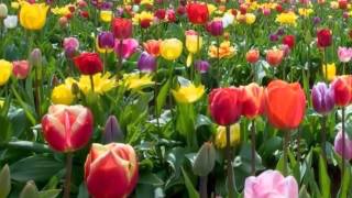 Jonathan Fritzén - Magical (2012) - Sweet Spot