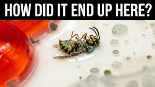 Wasp fallen into my project... so wasp time lapse