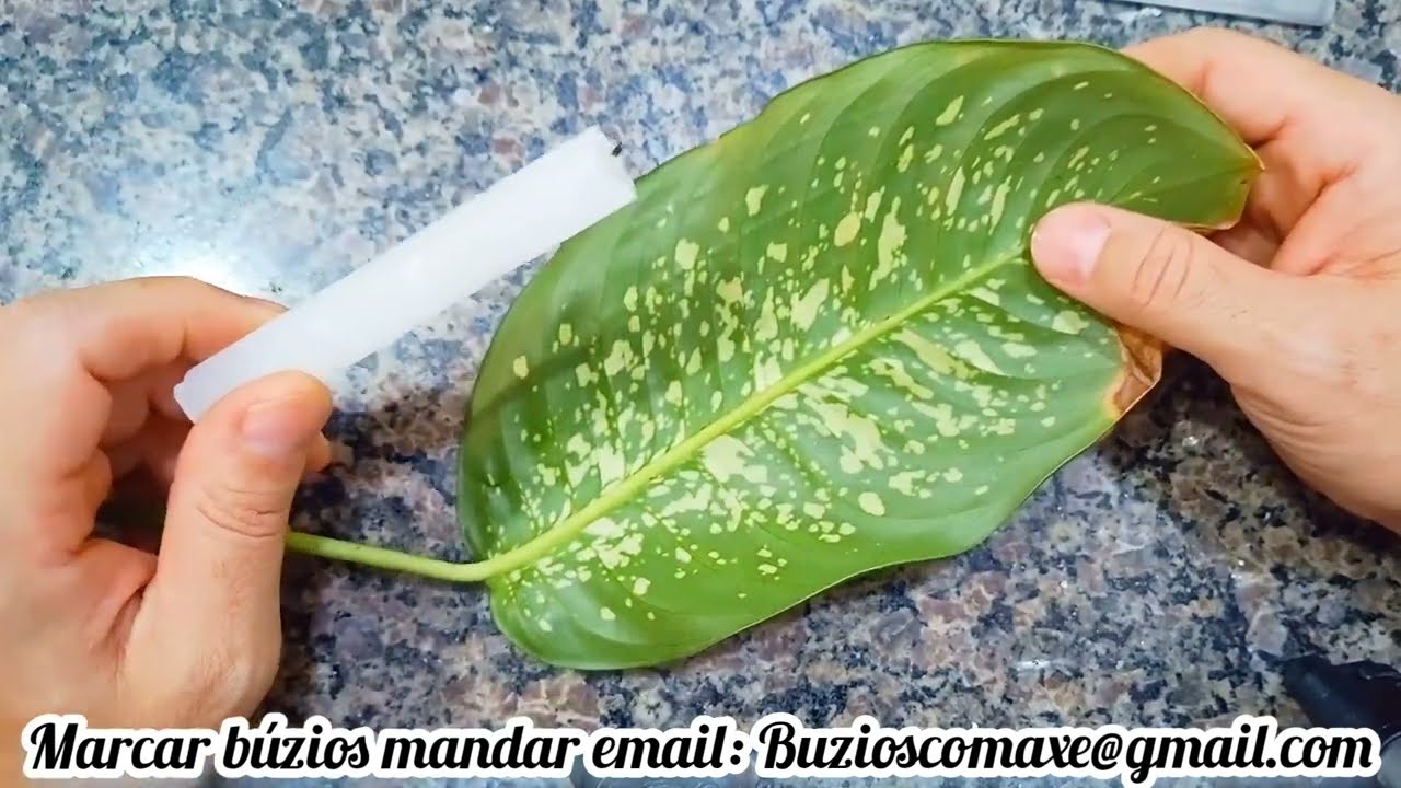 MAGIA E FEITIÇO COM FOLHA COMIGO NINGUEM PODE