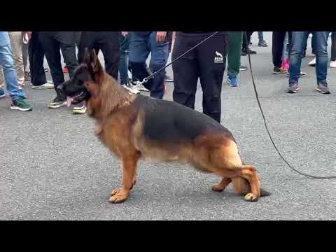 suepr Male #bszs2025 #bszs #germanshepherd #germanshepheard