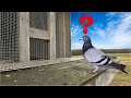 How To Train Pigeons To Come Home