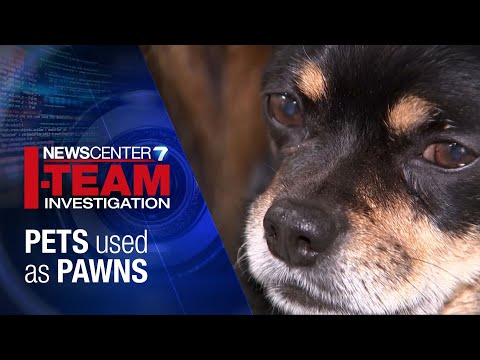 I-TEAM: Pets used as pawns in domestic violence | WHIO-TV