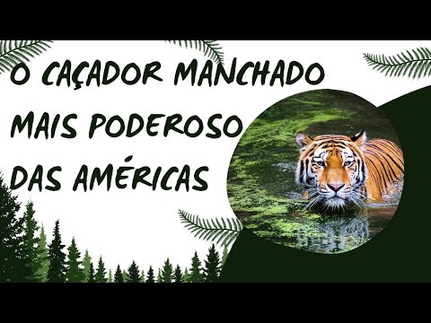 A Majestade das Matas: O Mundo da Onça Pintada #curiosidades #animais #onçapintada