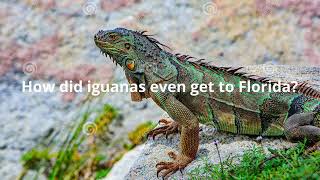 What are the factors that make iguana an invasive species in Florida?