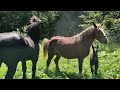 Mating Of The Mare On The 9th Day As Foaled Stallion Yurko Persheron