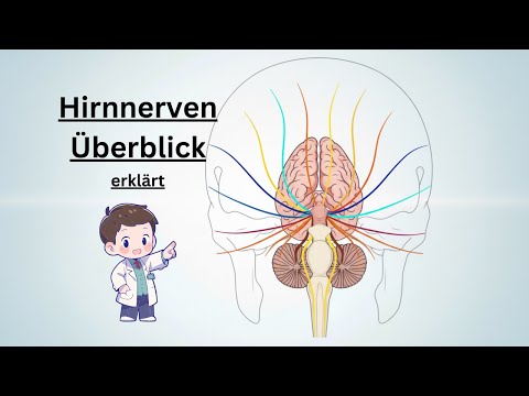 Hirnnerven Überblick: Funktionen & Verlauf einfach erklärt | Neuroanatomie kompakt