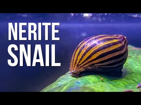 5 Reasons Why Your Nerite Snails Keep Dying