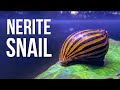5 Reasons Why Your Nerite Snails Keep Dying