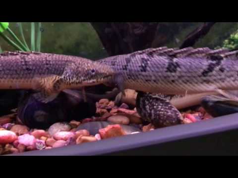 Bichir Tank Boogie