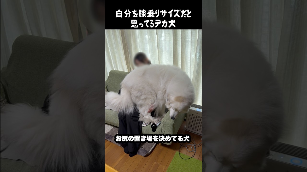 自分の重さを自覚してない愛犬　#greatpyrenees #大型犬 #大型犬のいる生活 #大型犬と暮らす #グレートピレニーズ #犬のいる生活 #ゴールデンレトリバー #愛犬 #puppy #癒し