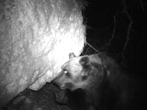 Le abilità dell'orso in Trentino