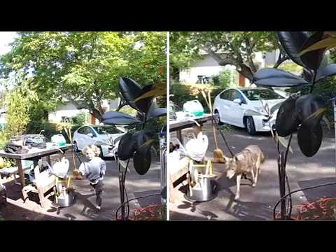Coyote caught on video chasing 3-year-old boy